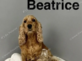 Beautiful apricot cockapoo girls and boys available