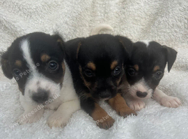 Jackrussell puppies