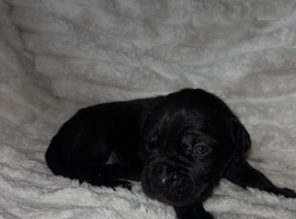 Cane corso x pups
