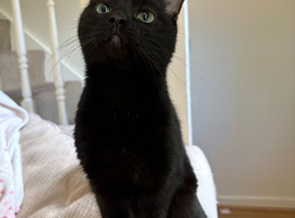 1 year old male cat Moo urgently seeking home