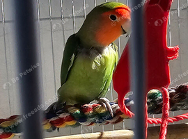 2 love birds