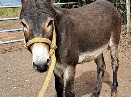5yo donkey gelding