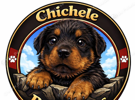 LARGE PURE BRED CHUNKY ROTTWEILER PUPPIES FOR SALE