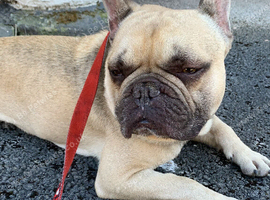 French bulldog