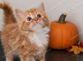 Kittens available now
