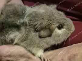 5 adorable baby guinea pigs