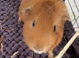 X2 Male Guinea Pigs