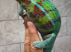 Panther Cameleon (Ambanja)