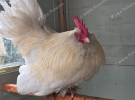 White Barbu D'uccle Cockerel