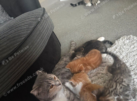 Beautiful kittens for sale