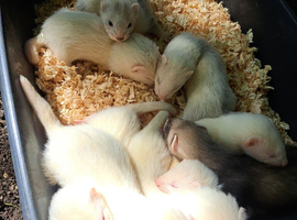 Ferret kitts