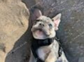 Merle French bulldog