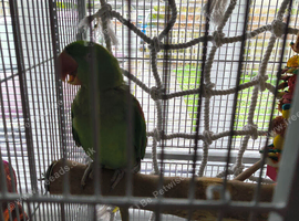 Alexandrine parrot