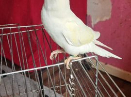 For sale 3 months old fully tame chick's for sale