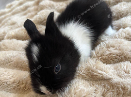 Angora x lionhead babies