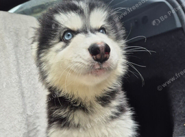 Malxhuskie pups