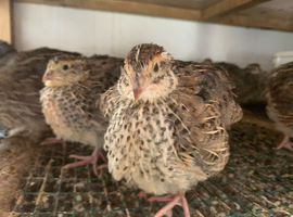 Young jumbo Coturnix quails for sale