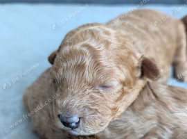 Beautiful Apricot Toy Poodle Puppy