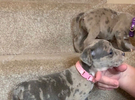 Rare blue Merle Staffordshire bull terrier puppies