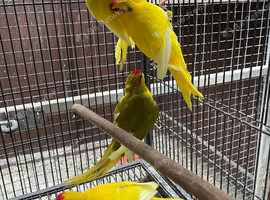 Baby kakarikis