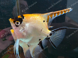 Breeding angle fish