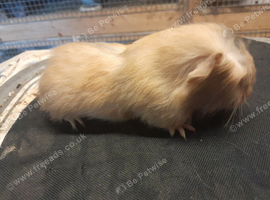 Baby guinea pigs availa&sup2;ble