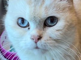 Long haired cat
