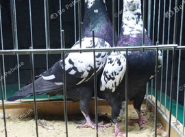 BLACK TIGER GRIZZLE RACING PIGEONS