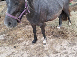 Steel grey very pretty pony,
