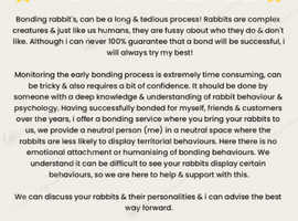 Rabbit Bonding