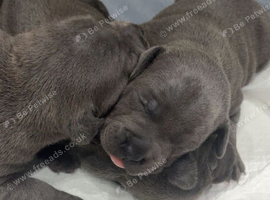 Staffordshire bull terrier puppys