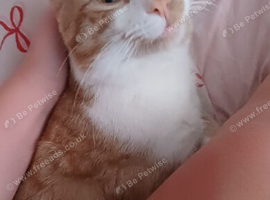 Male and female cats looking for new home
