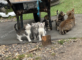 3 Beautiful kittens 9 weeks old