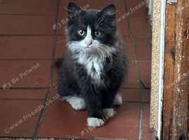 Beautiful female kitten