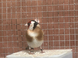 Goldfinch mule wanted