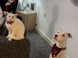 White lurcher x staff male 2 yrs old