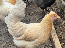 5- peach coloured crested legbar