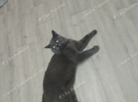 Gorgeous British shorthair boy looking for a home
