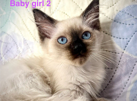 READY NOW -LAST ONE - GIRL RAGDOLL KITTEN