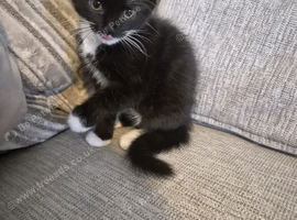 Selling 9 weeks old female kitten