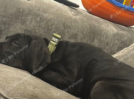 Black Cane corso pup