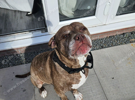 Urgent rehoming needed