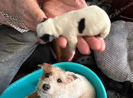 Traditional rough haired Jack Russell puppies