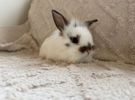 Lionhead bunnies for sale