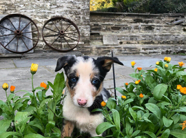 Welsh Sheepdog pups