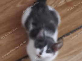 Cute female cats for sale