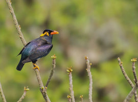 Looking for Indonesian mynah