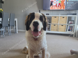 7month old saint bernard