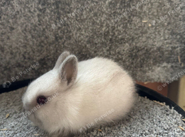 Netherland dwarf babies