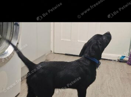3 black lab pups